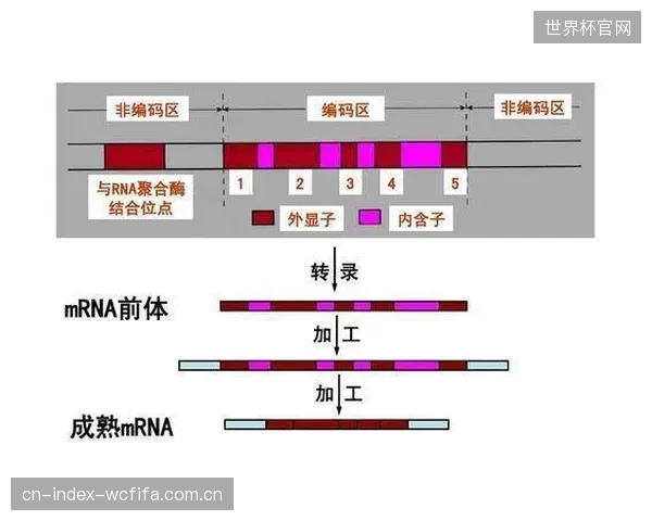 一项涉及3000名运动员的研究证实,携带特定PPARGC1A基因变异的个体,对碳水化合物补给反应差异高达40% 一项涉及3000名运动员的研究证实,携带特定PPARGC1A基因变异的个体,对碳水化合物补给反应差异高达40%